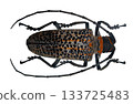 This flat faced longhorned beetle, known as Rosenbergia rufolineata, features a distinctive spotted pattern and elongated antennae. 133725483