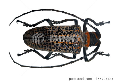 This flat faced longhorned beetle, known as Rosenbergia rufolineata, features a distinctive spotted pattern and elongated antennae. 133725483