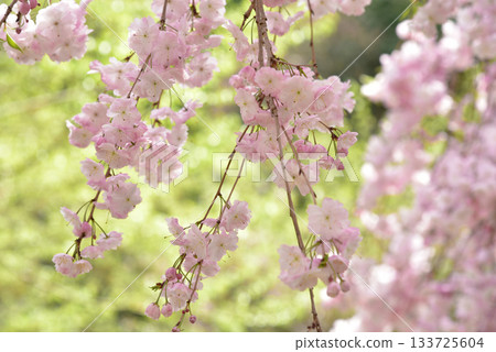 Brown cherry blossoms in spring Brown cherry blossoms in spring 133725604