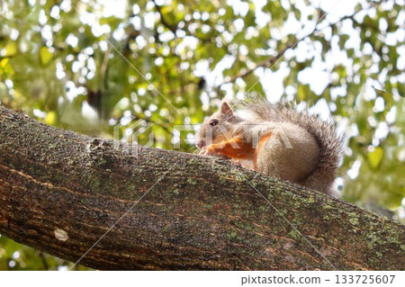 Squirrel eating walnuts on a tree Squirrel eating walnuts on a tree 133725607