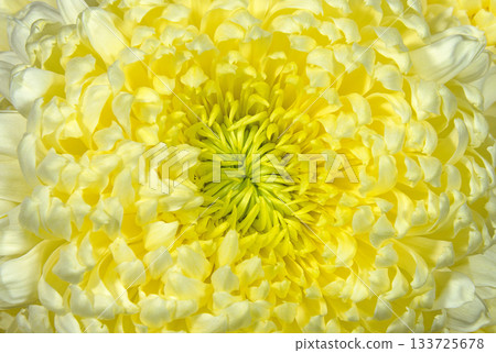 Beautiful chrysanthemum flower close up 133725678