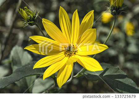 Beautiful Jerusalem artichoke flower close up Beautiful Jerusalem artichoke flower close up 133725679