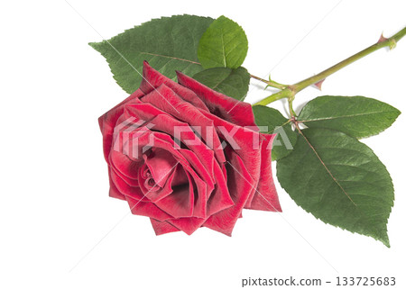 Beautiful red rose on a white surface Beautiful red rose on a white surface 133725683