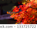 黑色背景上的鮮豔秋葉 133725722