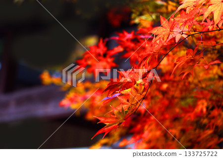 黑色背景上的鮮豔秋葉 133725722