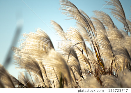 Autumn silver grass shining against the blue sky and backlight Autumn silver grass shining against the blue sky and backlight 133725747