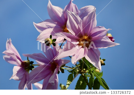Emperor Dahlia shining in the blue sky Emperor Dahlia shining in the blue sky 133726372
