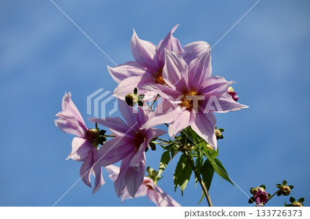 Emperor Dahlia shining in the blue sky 133726373