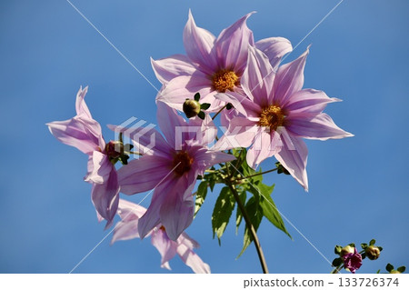 Emperor Dahlia shining in the blue sky 133726374