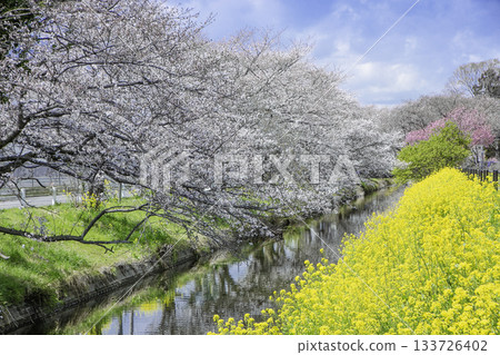 小山市東豐川沿岸的櫻花樹和油菜花田，春日景色宜人。 133726402