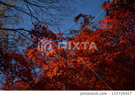 Autumn in Himeji 133726427