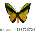 Goliath birdwing butterfly, Ornithoptera goliath, displays striking yellow and green wings. This species, native to tropical rainforests, showcases natural beauty and unique patterns. 133726724
