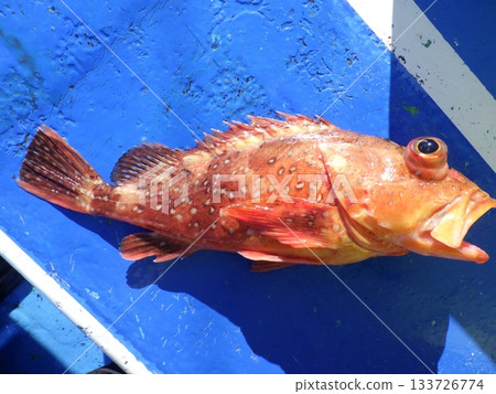 I caught a rockfish I caught a rockfish 133726774