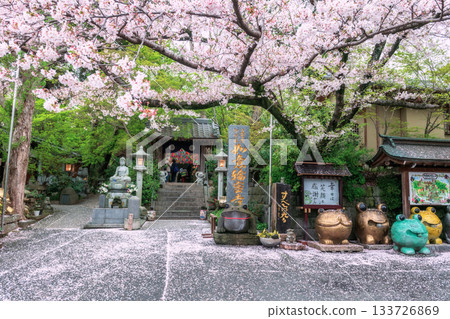 Nyoirinji Temple with frog statue and white sakura and fallen flower, Ogori Nyoirinji Temple with frog statue and white sakura and fallen flower, Ogori 133726869