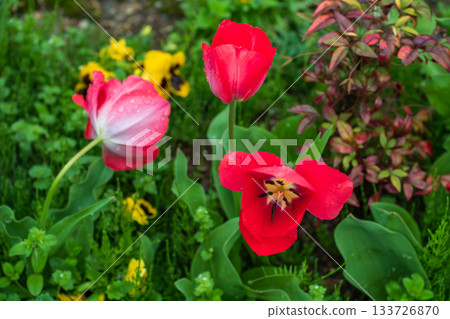Darwin Hybrid Tulip red flower with rain dew in springtime, Hita Darwin Hybrid Tulip red flower with rain dew in springtime, Hita 133726870