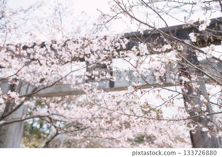 White cherry blossom at torii gate in Homangu Kamado shrine, Dazaifu 133726880