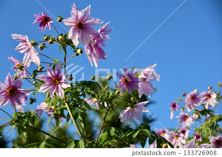 Emperor Dahlia shining in the blue sky Emperor Dahlia shining in the blue sky 133726908