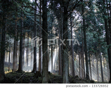 神秘的森林,光芒四射 神秘的森林,光芒四射 133726932