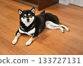 Shiba inu sitting 133727131