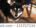 Shiba Inu looking at its owner 133727134