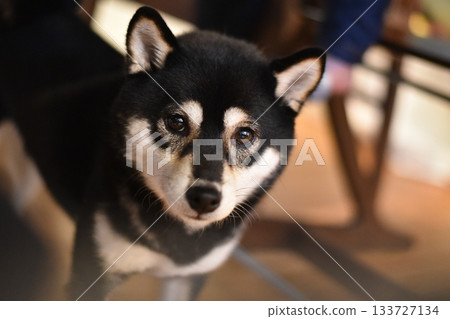 Shiba Inu looking at its owner 133727134