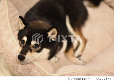 Relaxed shiba inu Relaxed shiba inu 133727135