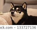 Relaxed shiba inu 133727136