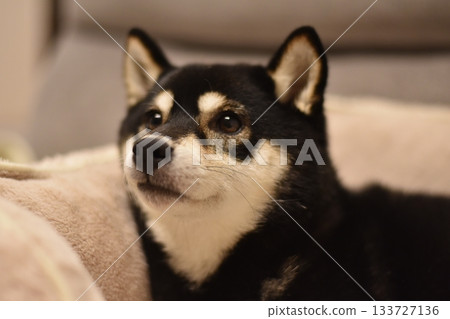 Relaxed shiba inu Relaxed shiba inu 133727136