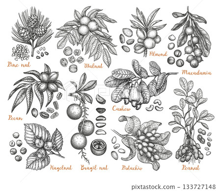 Set of ink-drawn nut illustrations with branches. Set of ink-drawn nut illustrations with branches. 133727148