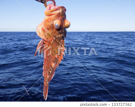 蝎子魚被抓住了 133727162