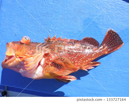 Scorpion fish was caught Scorpion fish was caught 133727164