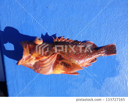 Scorpion fish was caught Scorpion fish was caught 133727165