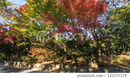 葉山潮騷公園的秋天 133727276