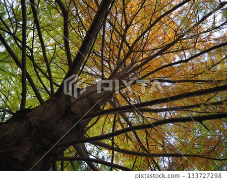 水杉抬頭 水杉抬頭 133727298