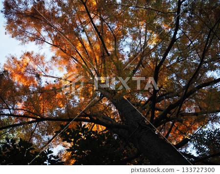 Metasequoia looked up 133727300