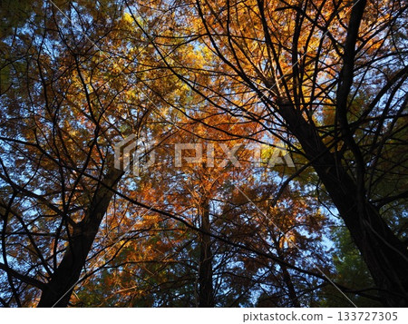 Metasequoia looked up 133727305
