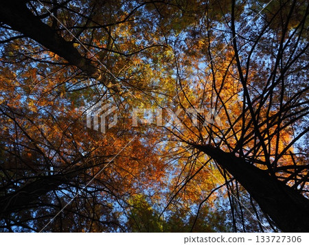 Metasequoia looked up Metasequoia looked up 133727306