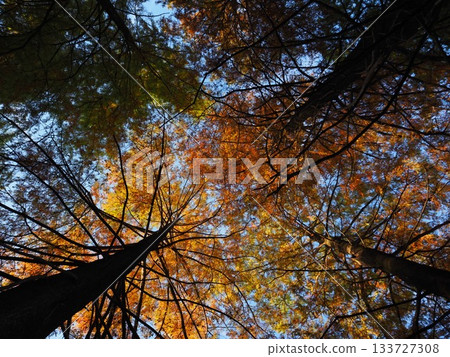Metasequoia looked up 133727308