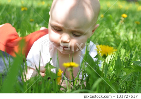 Curious Baby Exploring Grass and Dandelions Outdoors 133727617