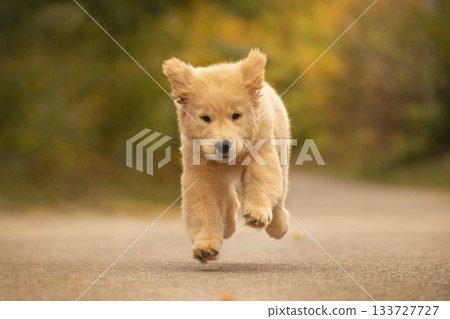 A golden retriever puppy runs joyfully along a forest path with all paws off the ground. The blurred autumn background adds warmth and motion. A golden retriever puppy runs joyfully along a forest path with all paws off the ground. The blurred autumn background adds warmth and motion. 133727727
