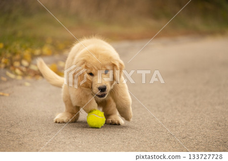 A golden retriever puppy jumps toward a yellow tennis ball on a quiet path. The image captures playful energy in a warm autumn setting. 133727728
