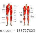 小腿肌肉的正面和背面視圖 133727823