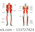 下肢深層肌肉 133727824