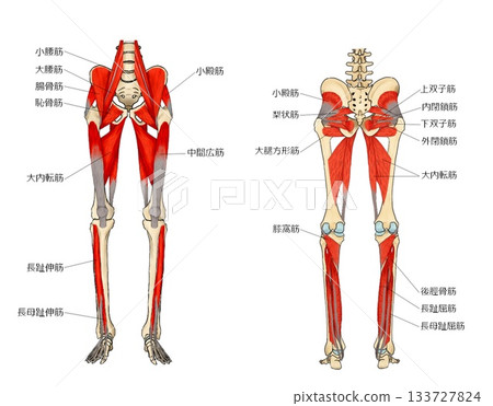 下肢深層肌肉 133727824