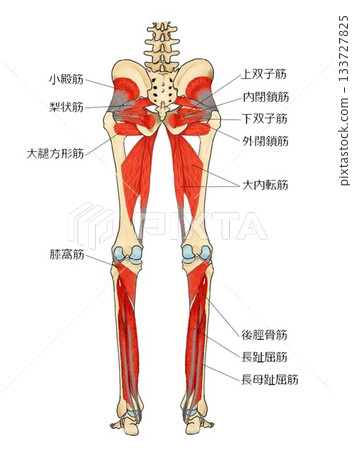 小腿後側深層肌肉 133727825