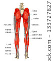 小腿後側肌肉 133727827