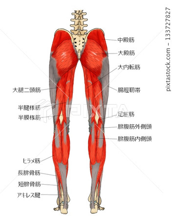 小腿後側肌肉 133727827