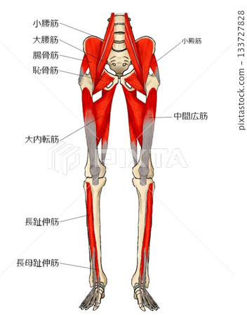 Deep muscles on the front of the lower limbs 133727828
