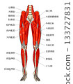 小腿前側肌肉 133727831
