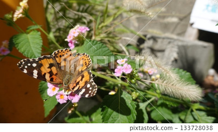 Beautiful butterflies Beautiful butterflies 133728038